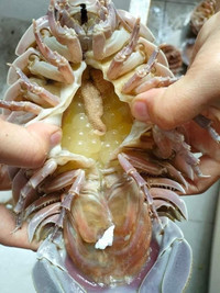 Những đặc sản đắt đỏ ít người dám ăn