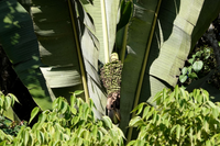 Loài chuối kỳ lạ có quả dài gần nửa mét lập nhiều kỷ lục