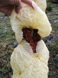 Xem loài thực vật ấn tượng nhất dãy Himalaya