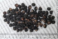 Loài chuối kỳ lạ có quả dài gần nửa mét lập nhiều kỷ lục