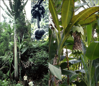 Loài chuối kỳ lạ có quả dài gần nửa mét lập nhiều kỷ lục