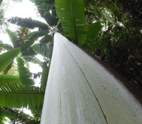 Loài chuối kỳ lạ có quả dài gần nửa mét lập nhiều kỷ lục