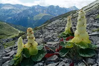 Xem loài thực vật ấn tượng nhất dãy Himalaya