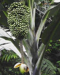 Loài chuối kỳ lạ có quả dài gần nửa mét lập nhiều kỷ lục