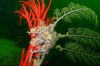 Vẻ đẹp của các loài sao biển kỳ lạ nhất đại dương