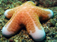 Vẻ đẹp của các loài sao biển kỳ lạ nhất đại dương