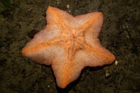 Vẻ đẹp của các loài sao biển kỳ lạ nhất đại dương