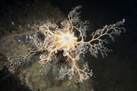 Vẻ đẹp của các loài sao biển kỳ lạ nhất đại dương