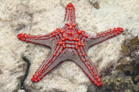 Vẻ đẹp của các loài sao biển kỳ lạ nhất đại dương