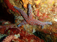 Vẻ đẹp của các loài sao biển kỳ lạ nhất đại dương