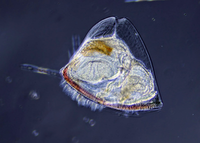 Kỳ diệu, hóa chất có trong loài động vật trông giống bụi cây dùng để chữa bệnh ung thư và Alzheimer