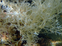 Kỳ diệu, hóa chất có trong loài động vật trông giống bụi cây dùng để chữa bệnh ung thư và Alzheimer