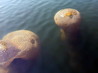 Kỳ diệu, hóa chất có trong loài động vật trông giống bụi cây dùng để chữa bệnh ung thư và Alzheimer