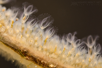 Kỳ diệu, hóa chất có trong loài động vật trông giống bụi cây dùng để chữa bệnh ung thư và Alzheimer