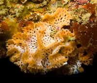 Kỳ diệu, hóa chất có trong loài động vật trông giống bụi cây dùng để chữa bệnh ung thư và Alzheimer