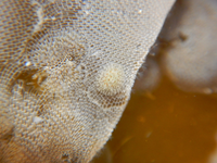 Kỳ diệu, hóa chất có trong loài động vật trông giống bụi cây dùng để chữa bệnh ung thư và Alzheimer