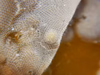 Kỳ diệu, hóa chất có trong loài động vật trông giống bụi cây dùng để chữa bệnh ung thư và Alzheimer