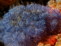 Kỳ diệu, hóa chất có trong loài động vật trông giống bụi cây dùng để chữa bệnh ung thư và Alzheimer