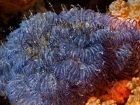 Kỳ diệu, hóa chất có trong loài động vật trông giống bụi cây dùng để chữa bệnh ung thư và Alzheimer