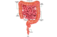 Cảnh giác với các thực phẩm tự nhiên chứa xyanua 