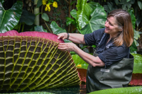 Kỳ lạ loài sen vua có lá to như chiếc thuyền thúng, chở được người