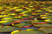 Kỳ lạ loài sen vua có lá to như chiếc thuyền thúng, chở được người