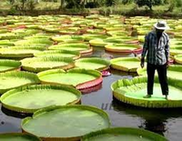 Kỳ lạ loài sen vua có lá to như chiếc thuyền thúng, chở được người