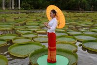 Kỳ lạ loài sen vua có lá to như chiếc thuyền thúng, chở được người