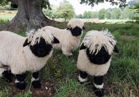 Gặp nhân vật hoạt hình đình đám ngoài đời thật