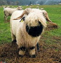 Gặp nhân vật hoạt hình đình đám ngoài đời thật