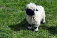 Gặp nhân vật hoạt hình đình đám ngoài đời thật