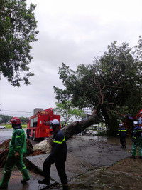 Dọn dẹp cây xanh gãy đổ la liệt sau bão số 3, thông đường sớm nhất