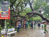 Dọn dẹp cây xanh gãy đổ la liệt sau bão số 3, thông đường sớm nhất