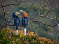 “Niệc cổ hung” - loài chim nguy cấp bậc nhất Việt Nam