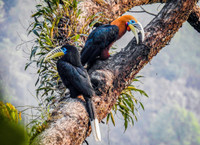 “Niệc cổ hung” - loài chim nguy cấp bậc nhất Việt Nam