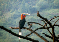 “Niệc cổ hung” - loài chim nguy cấp bậc nhất Việt Nam