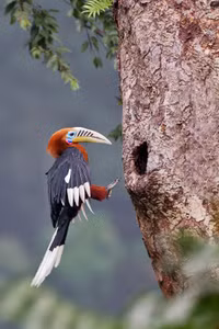 “Niệc cổ hung” - loài chim nguy cấp bậc nhất Việt Nam