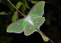 Khả năng đặc biệt của những loài động vật sống về đêm 