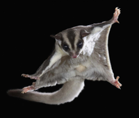 Khả năng đặc biệt của những loài động vật sống về đêm 