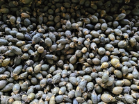 Tác dụng tuần hoàn máu, kháng khuẩn của quả cau