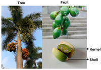 Tác dụng tuần hoàn máu, kháng khuẩn của quả cau