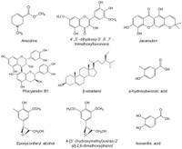 Tác dụng tuần hoàn máu, kháng khuẩn của quả cau