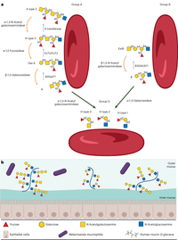 Các nhóm máu nhân tạo có thể sẽ truyền được như nhóm máu O