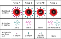 Các nhóm máu nhân tạo có thể sẽ truyền được như nhóm máu O