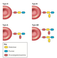 Các nhóm máu nhân tạo có thể sẽ truyền được như nhóm máu O