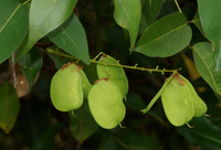 Công dụng đặc biệt của loài cây kịch độc mọc khắp Việt Nam