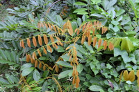 Công dụng đặc biệt của loài cây kịch độc mọc khắp Việt Nam