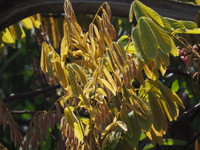 Công dụng đặc biệt của loài cây kịch độc mọc khắp Việt Nam