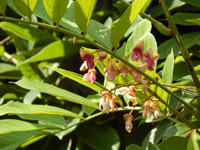 Công dụng đặc biệt của loài cây kịch độc mọc khắp Việt Nam