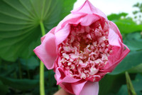 Sen trăm cánh Hồ Tây rực rỡ trong nắng 